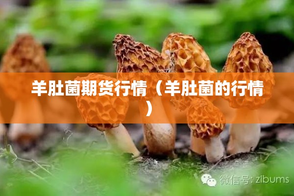 羊肚菌期货行情(羊肚菌的行情) 羊肚菌期货行情(羊肚菌的行情)