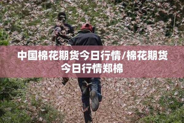 中国棉花期货今日行情/棉花期货今日行情郑棉 中国棉花期货今日行情/棉花期货今日行情郑棉