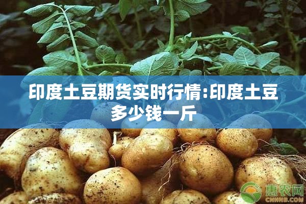 印度土豆期货实时行情:印度土豆多少钱一斤