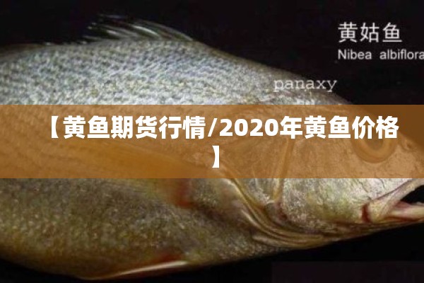 【黄鱼期货行情/2020年黄鱼价格】 【黄鱼期货行情/2020年黄鱼价格】