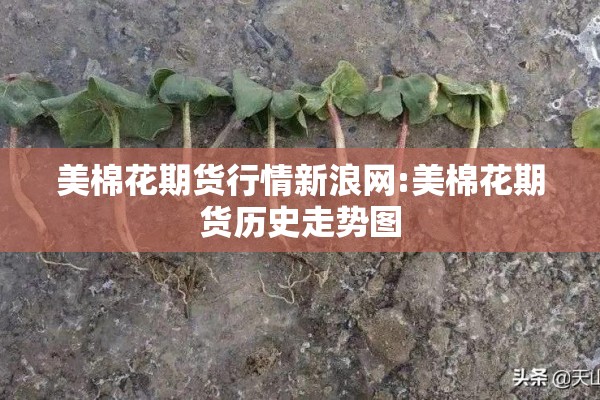 美棉花期货行情新浪网:美棉花期货历史走势图 美棉花期货行情新浪网:美棉花期货历史走势图
