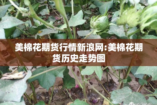 美棉花期货行情新浪网:美棉花期货历史走势图 美棉花期货行情新浪网:美棉花期货历史走势图