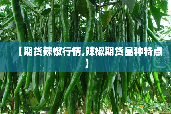 【期货辣椒行情,辣椒期货品种特点】