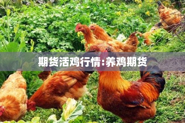 期货活鸡行情:养鸡期货