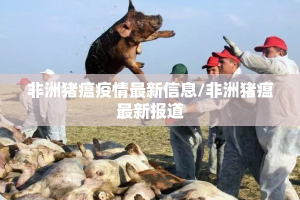 非洲猪瘟疫情最新信息/非洲猪瘟最新报道