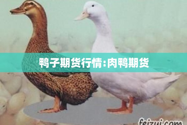 鸭子期货行情:肉鸭期货 鸭子期货行情:肉鸭期货