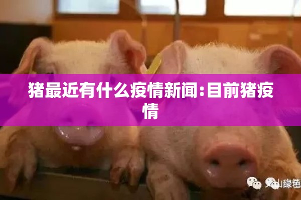 猪最近有什么疫情新闻:目前猪疫情